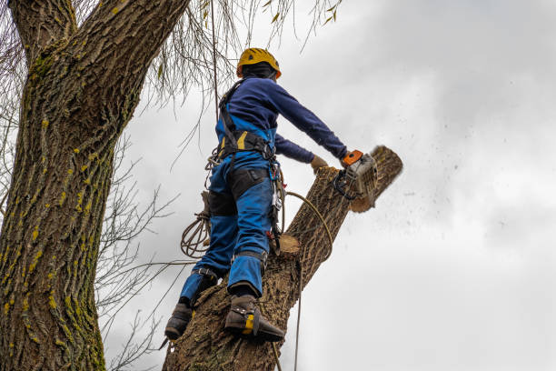 Best Tree Disease Treatment  in Bellemont, AZ